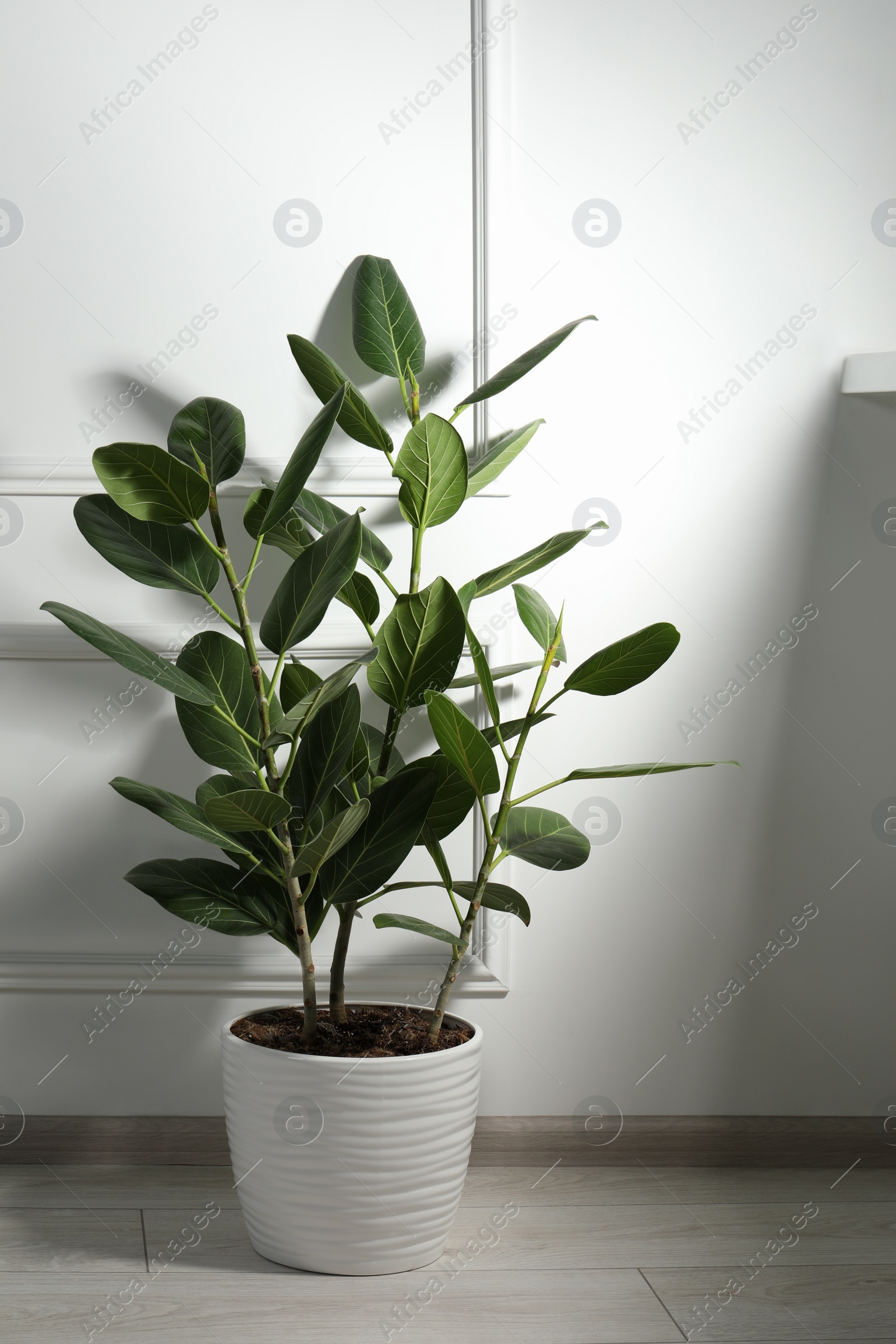 Photo of Potted ficus on floor near white wall indoors. Beautiful houseplant