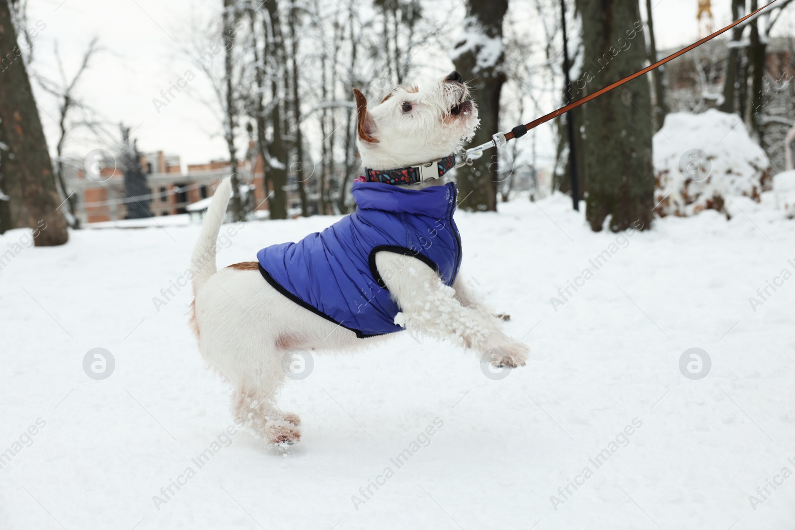 Photo of Cute Jack Russell Terrier on snow in park