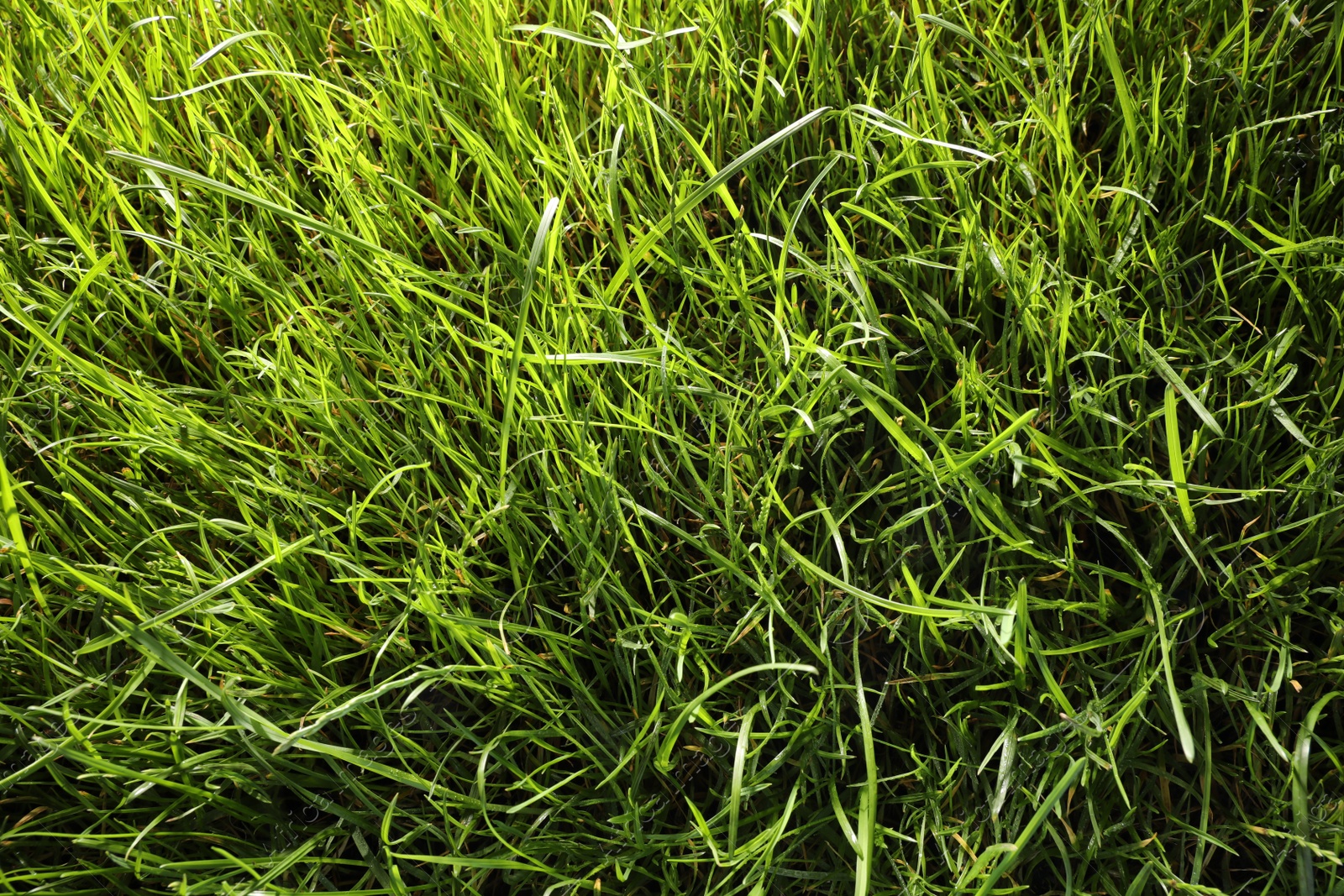 Photo of Beautiful green grass as background, above view