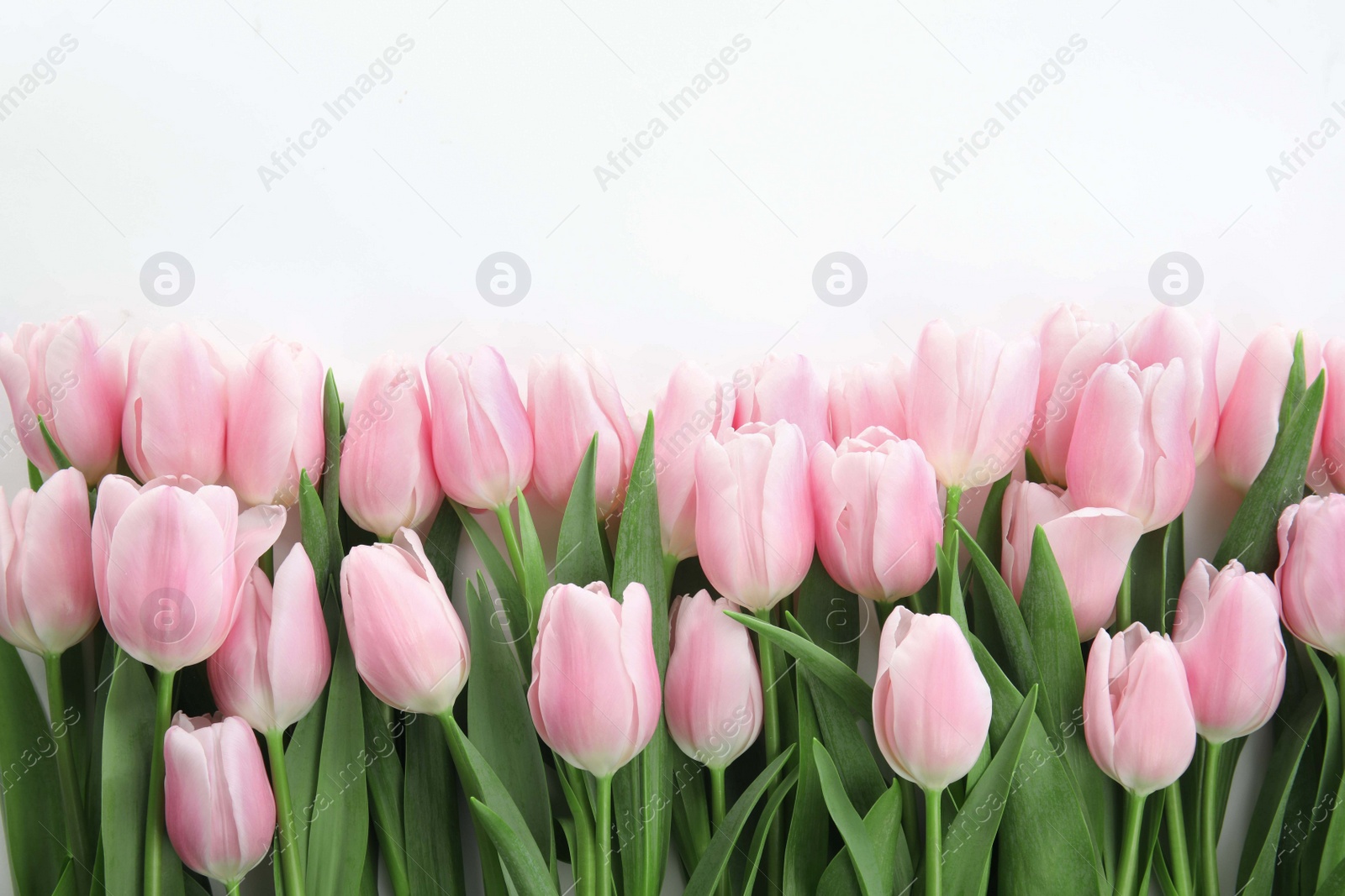 Photo of Beautiful spring pink tulips on white background