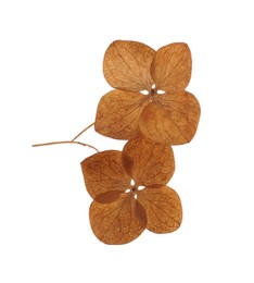 Beautiful dried hortensia flowers on white background