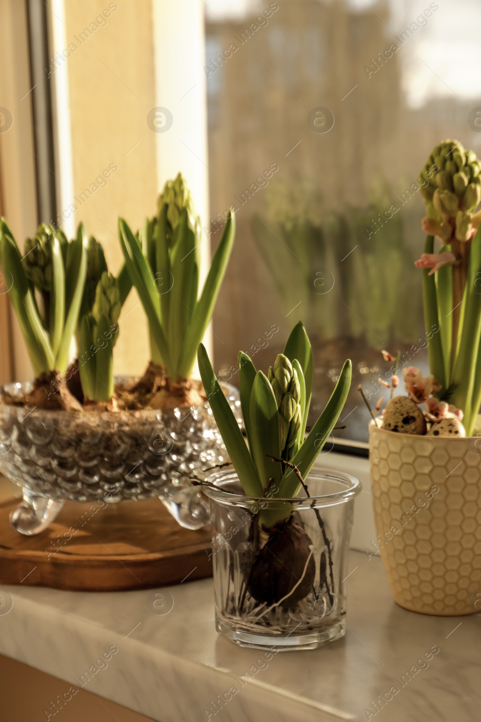 Photo of Beautiful bulbous plants on windowsill indoors. Spring time