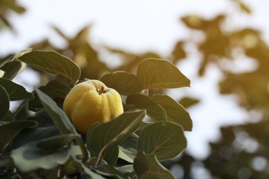 Photo of Closeup view of quince tree with ripening fruit outdoors