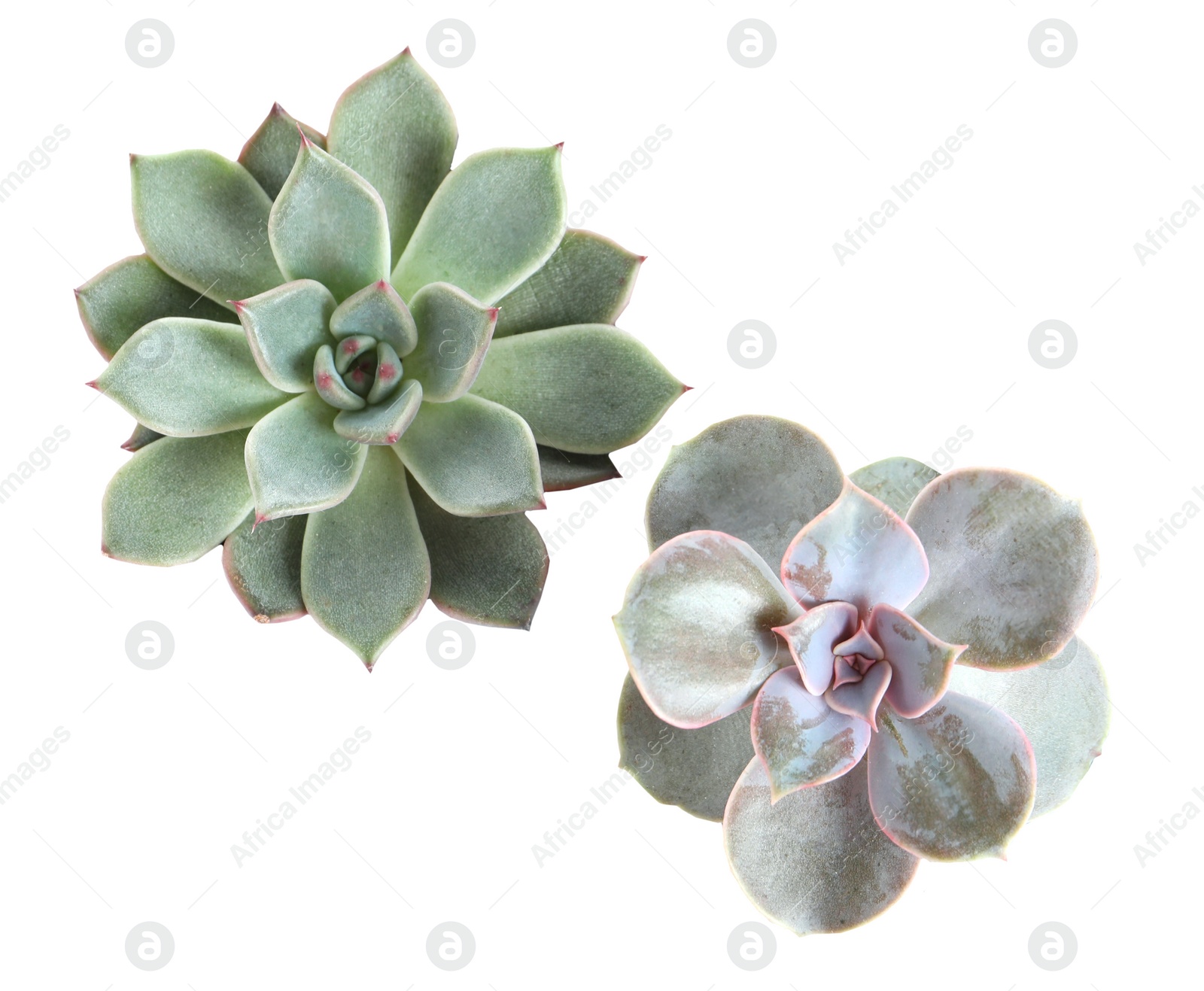 Image of Beautiful succulents on white background, top view