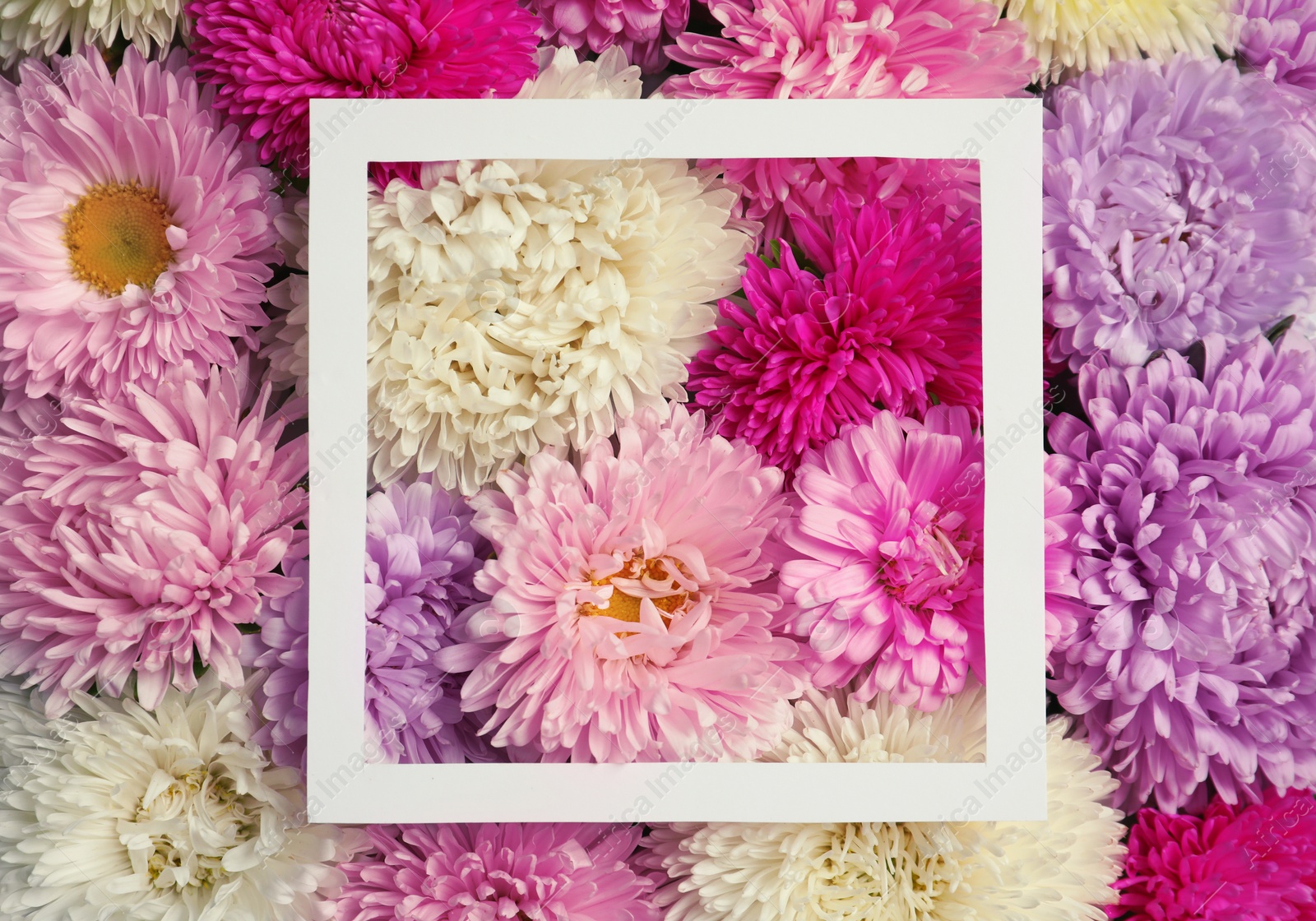 Photo of Top view of beautiful aster flowers and picture frame