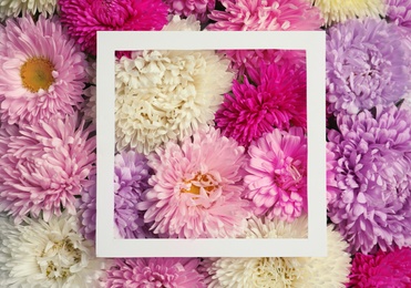 Top view of beautiful aster flowers and picture frame