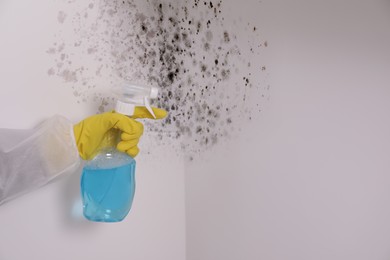 Woman in protective suit and rubber gloves using mold remover on wall, closeup