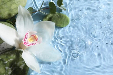 Photo of Beautiful orchid, spa stones and eucalyptus branch in water on light blue background, top view. Space for text