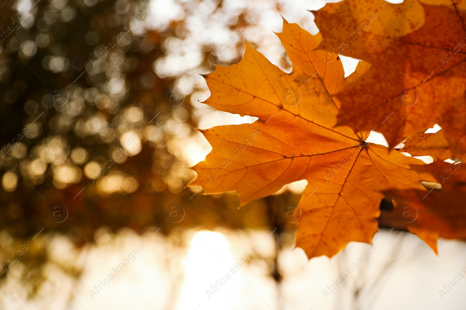 Photo of Tree branch with sunlit golden leaves in park, closeup. Autumn season