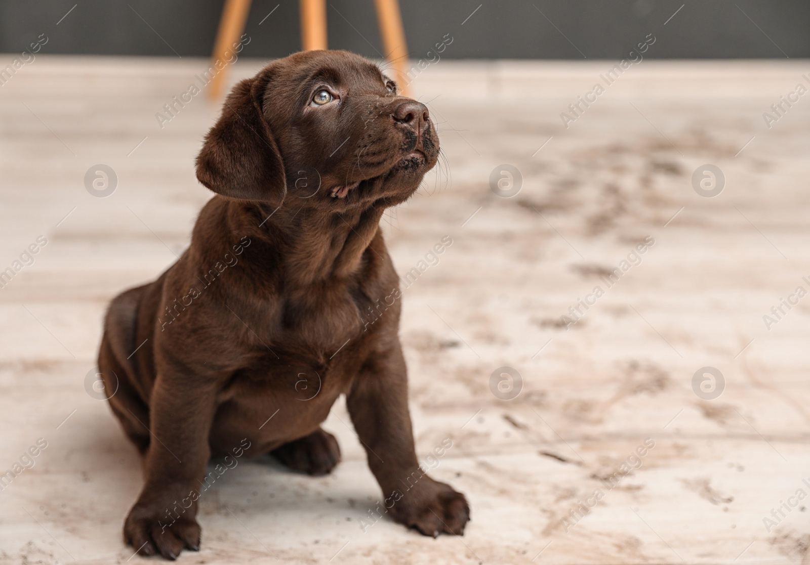 Photo of Chocolate Labrador Retriever puppy and dirt on floor indoors. Space for text