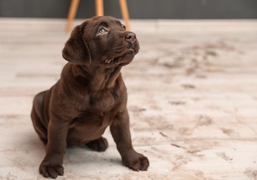 Chocolate Labrador Retriever puppy and dirt on floor indoors. Space for text