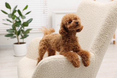 Photo of Cute Maltipoo dog on comfortable armchair at home. Lovely pet