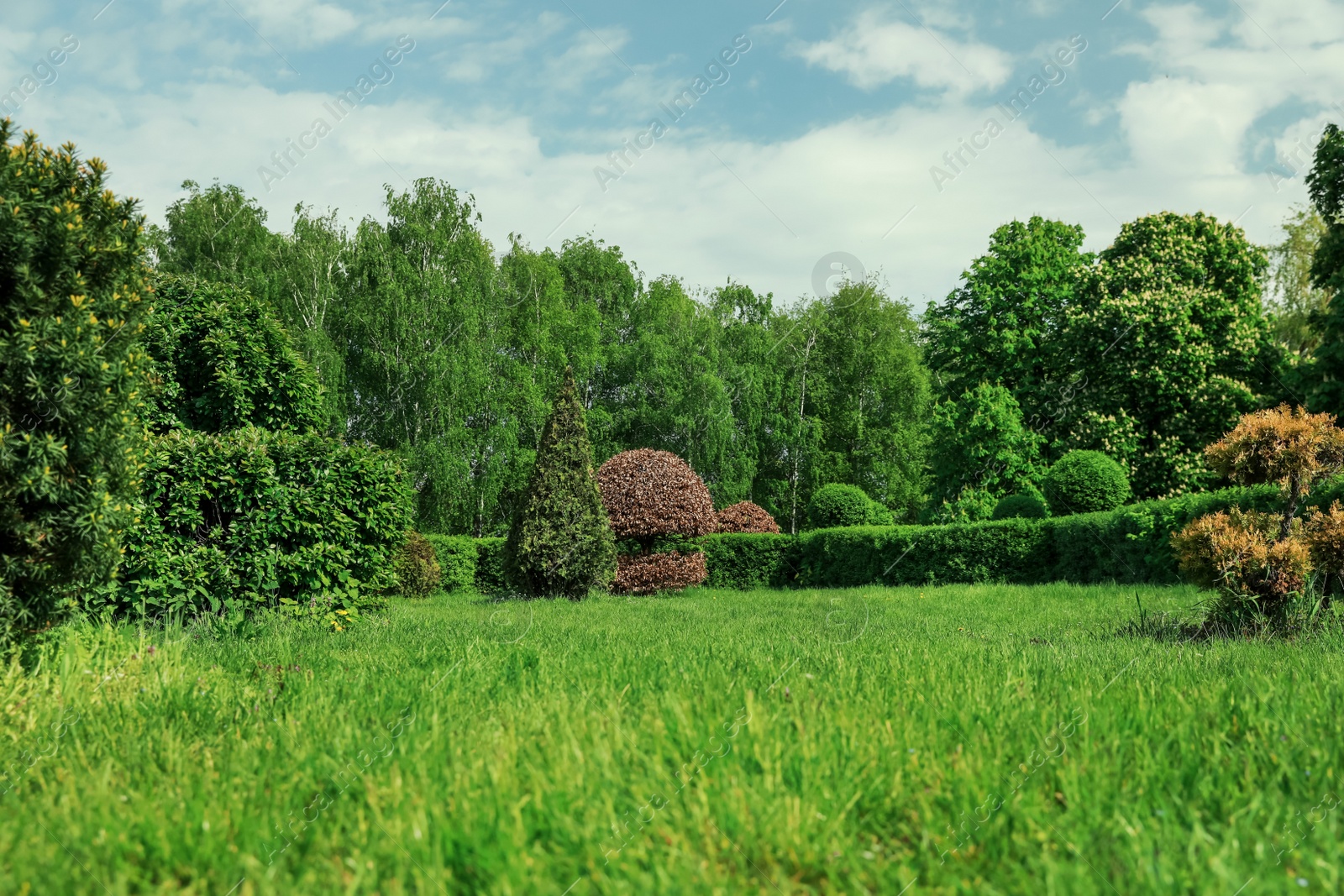 Photo of Picturesque view of beautiful park with trees, bushes and green grass