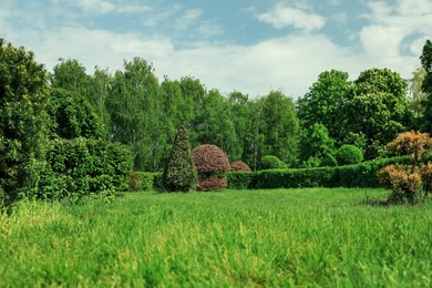 Photo of Picturesque view of beautiful park with trees, bushes and green grass
