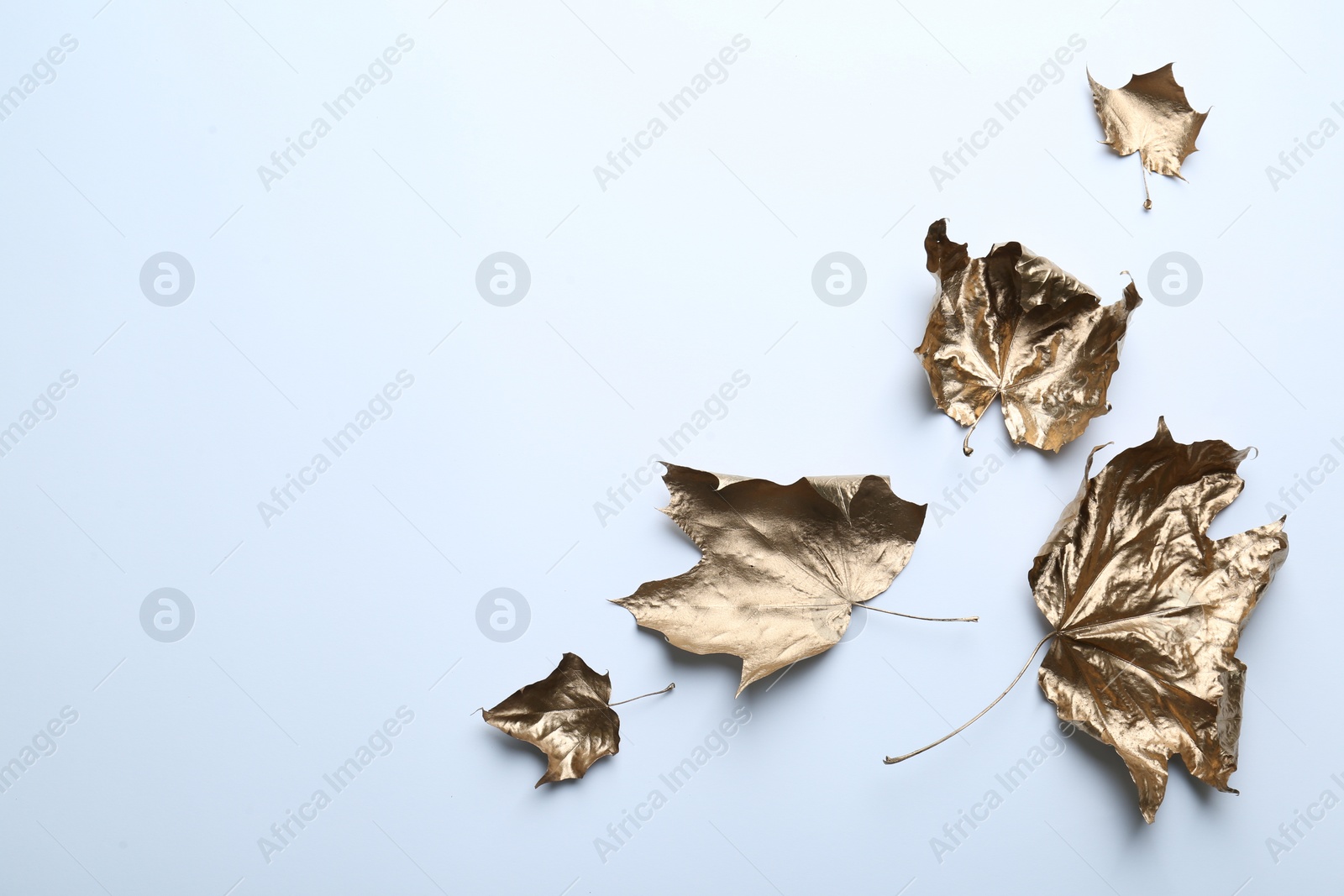 Photo of Golden maple leaves on white background, flat lay and space for text. Autumn season