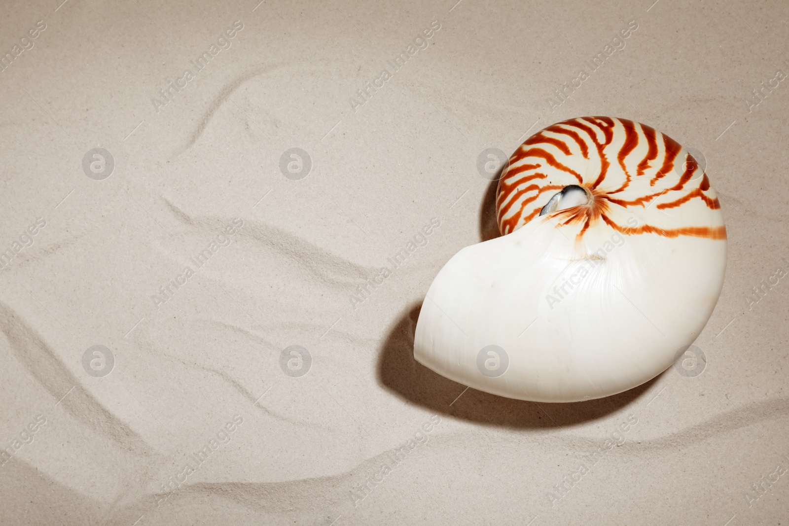 Photo of Nautilus shell on sand, top view. Space for text