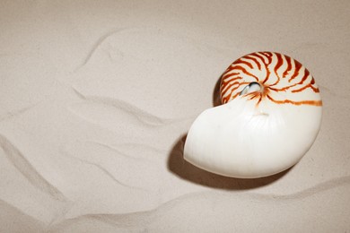 Photo of Nautilus shell on sand, top view. Space for text