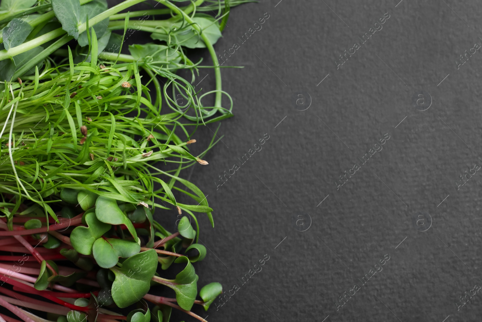 Photo of Different microgreens on black table, flat lay. Space for text