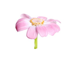 Beautiful pink daisy flower isolated on white