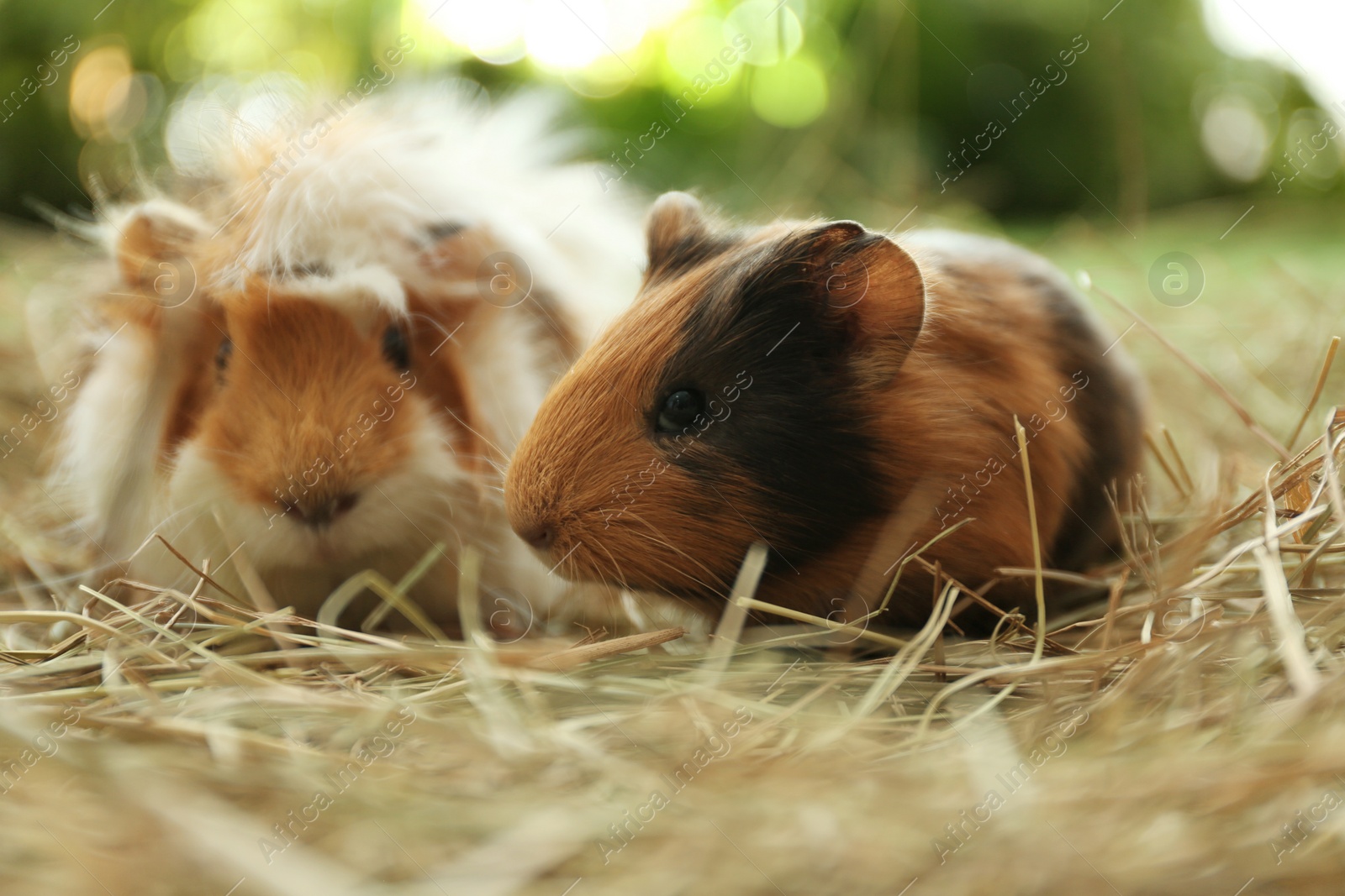 Photo of Cute funny guinea pigs and hay outdoors, closeup