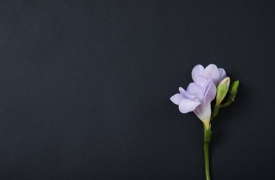 Photo of Beautiful freesia with fragrant flowers on dark background, top view. Space for text