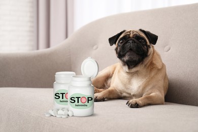 Deworming. Cute pug dog and medical bottles with anthelmintic drugs on sofa indoors