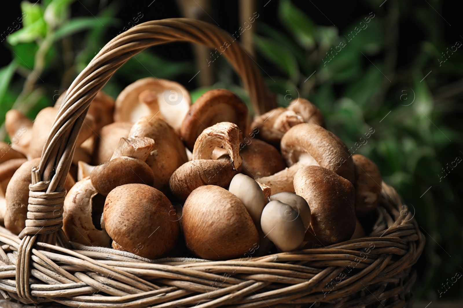 Photo of Fresh wild mushrooms in wicker basket on blurred green background, closeup