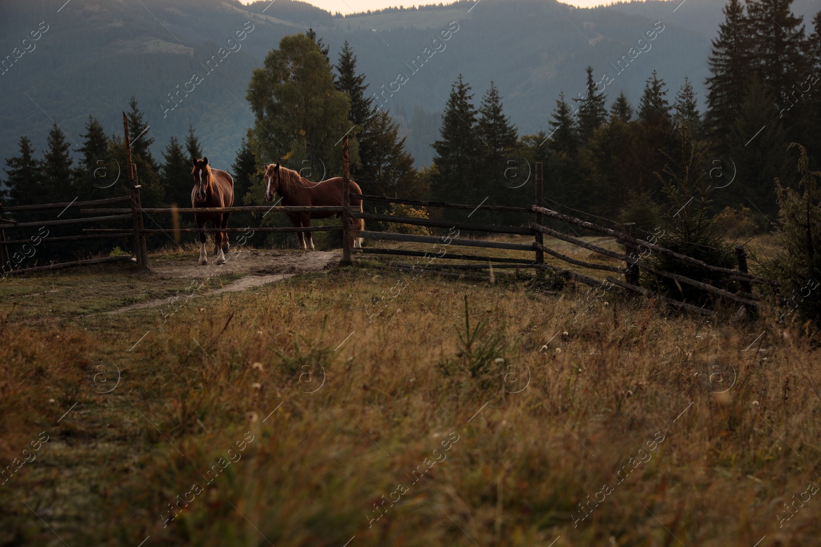 Photo of Beautiful view of horses near wooden fence in mountains