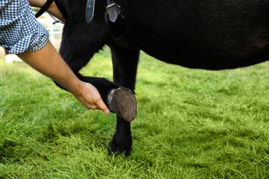 Image of Senior man examining black pony's hoof outdoors, closeup