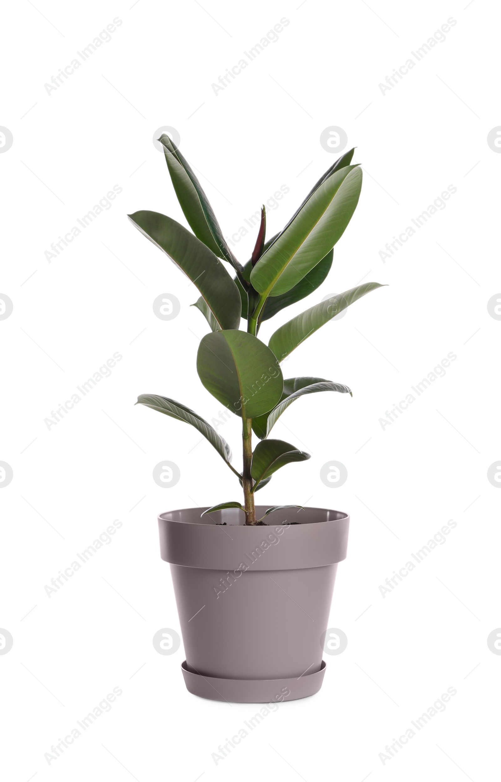 Photo of Ficus elastica plant with fresh green leaves on white background