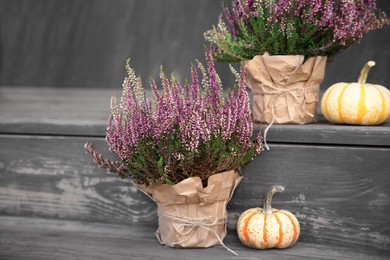 Beautiful heather flowers in pots and pumpkins on wooden surface outdoors