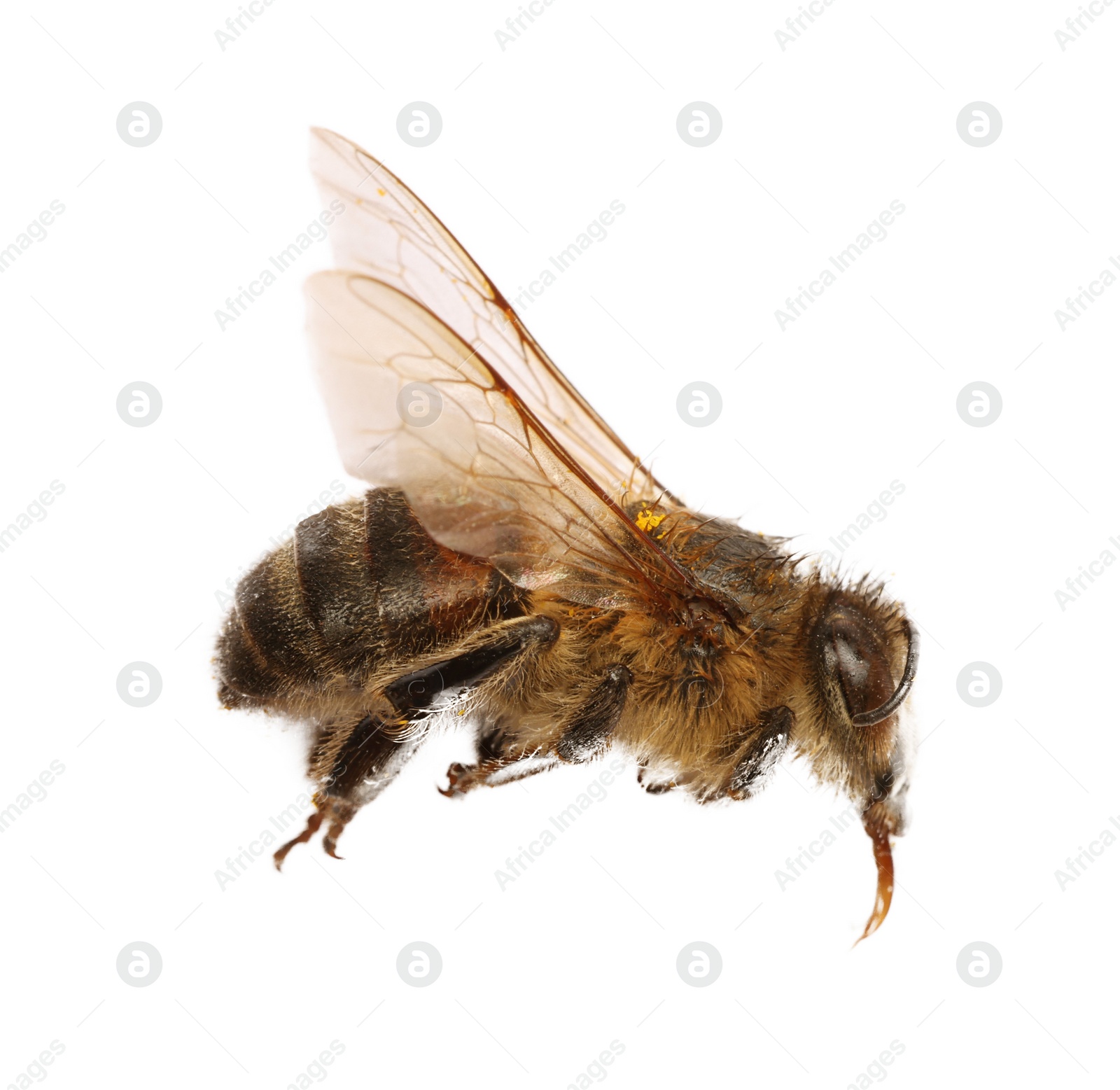 Photo of One fluffy honey bee isolated on white