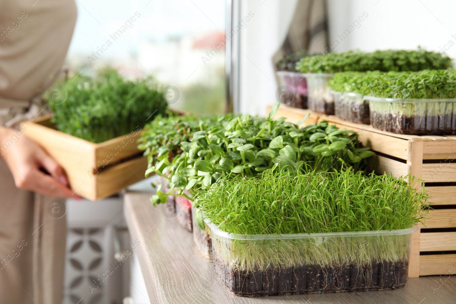 Photo of Fresh organic microgreens assortment and blurred woman on background
