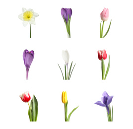 Collage with beautiful spring flowers on white background.