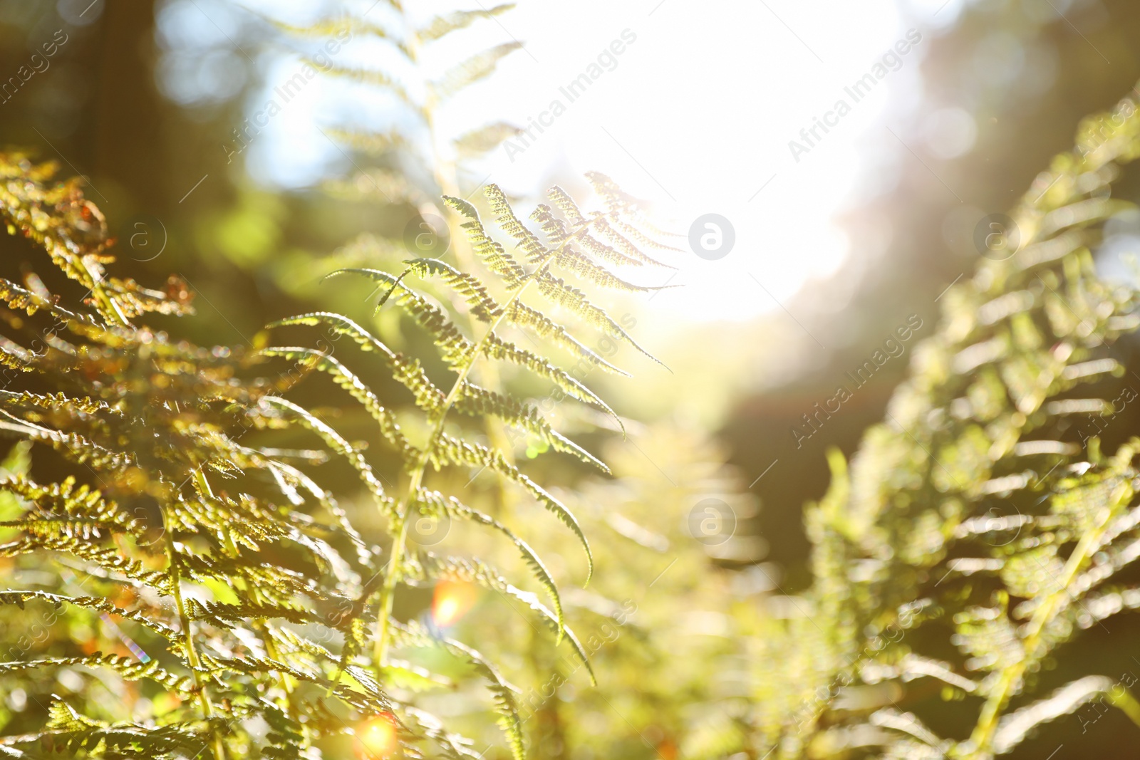 Photo of Fresh green fern leaves on blurred background. Tropical plant