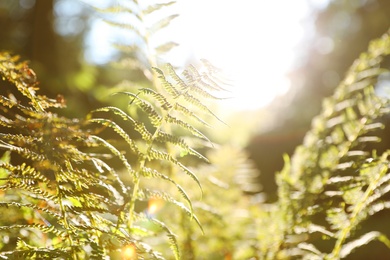 Fresh green fern leaves on blurred background. Tropical plant