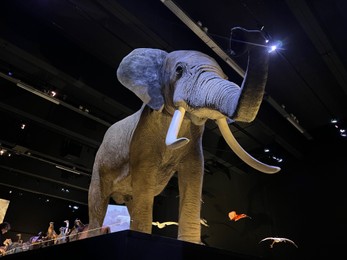 Leiden, Netherlands - June 18, 2022: Big stuffed elephant in Naturalis Biodiversity Center, low angle view