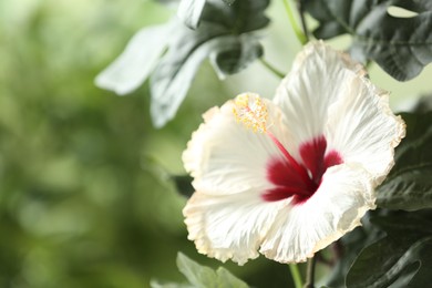 Photo of Beautiful tropical hibiscus flower outdoors. Space for text