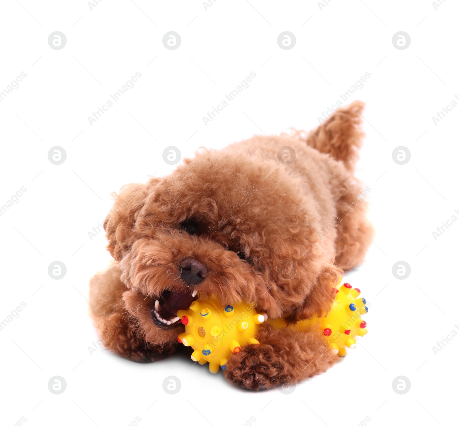 Photo of Cute Maltipoo dog playing with toy on white background. Lovely pet