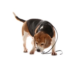 Photo of Naughty Beagle dog with damaged electrical wire on white background