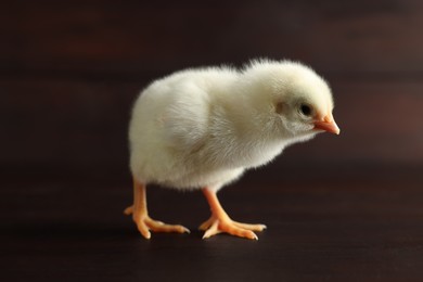 Photo of Cute chick on wooden surface, closeup. Baby animal