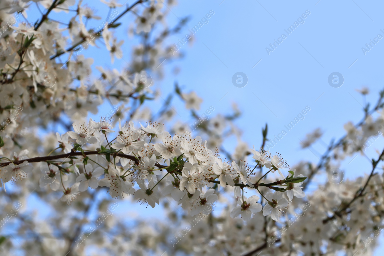 Photo of Cherry tree with white blossoms against blue sky. Spring season