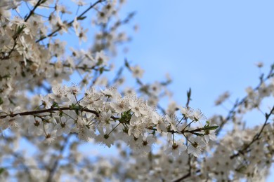 Cherry tree with white blossoms against blue sky. Spring season