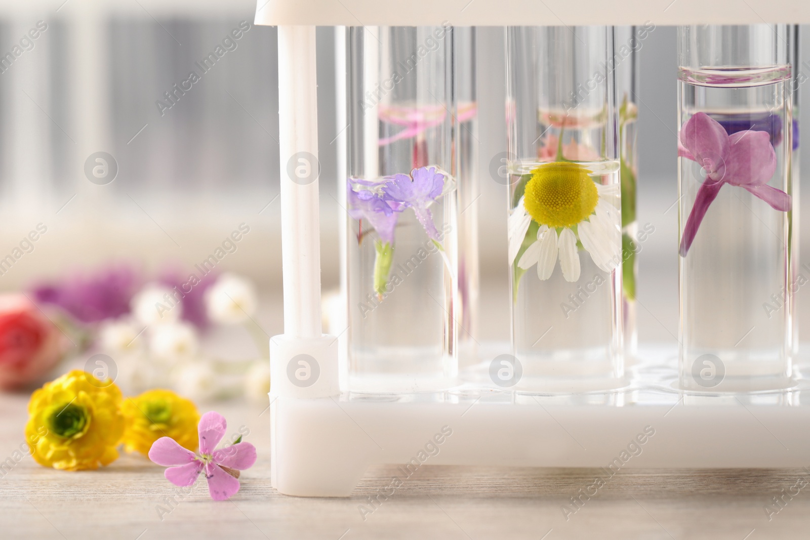 Photo of Test tubes with different flowers on white wooden table, closeup. Essential oil extraction