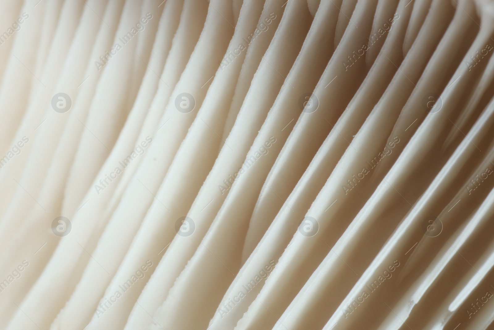 Photo of Fresh oyster mushroom as background, macro view