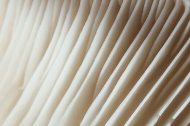 Photo of Fresh oyster mushroom as background, macro view