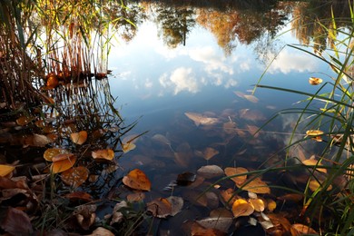 Photo of Beautiful lake with many fallen leaves on autumn day