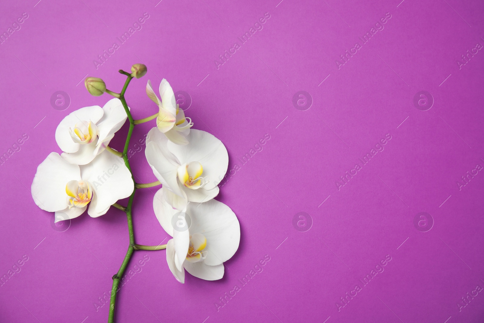 Photo of Branch with beautiful tropical orchid flowers on color background, top view. Space for text