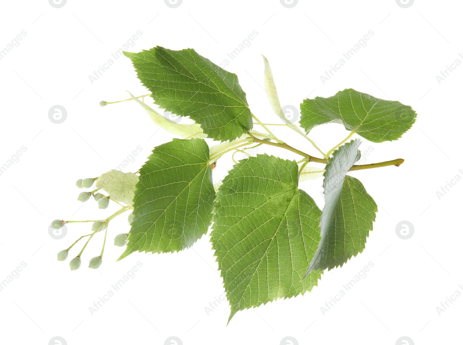 Photo of Branch of linden tree with young fresh green leaves and blossom isolated on white. Spring season