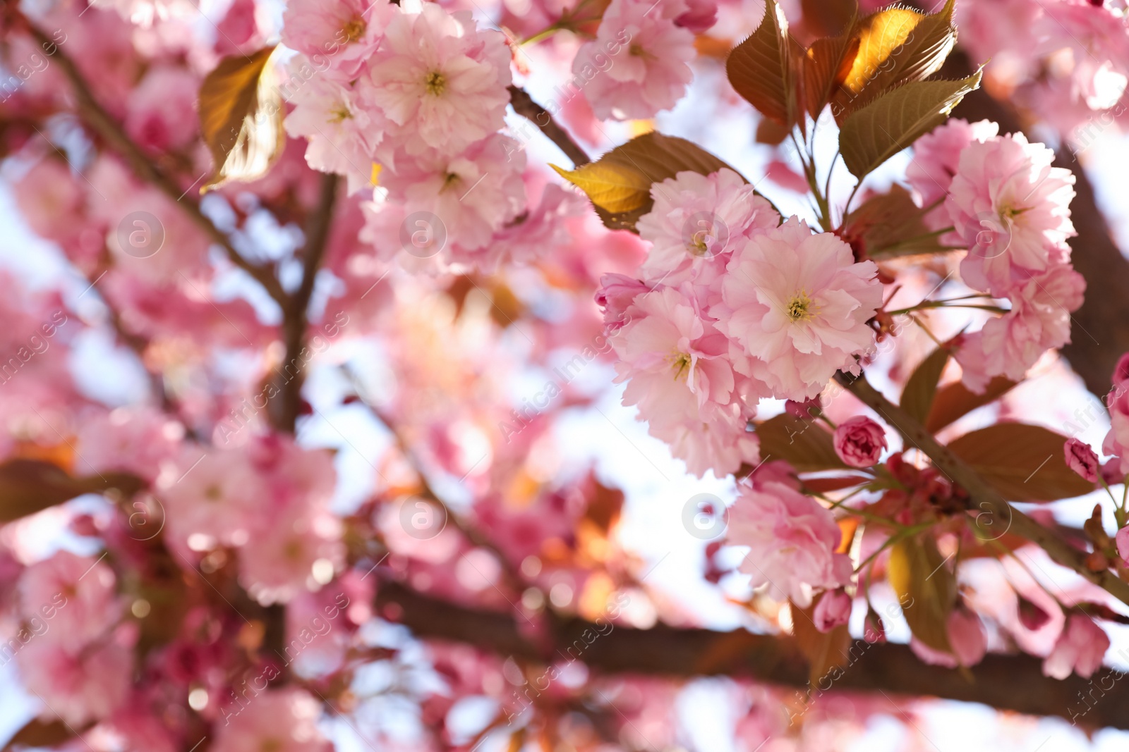Photo of Delicate spring pink cherry blossoms on tree outdoors, closeup. Space for text